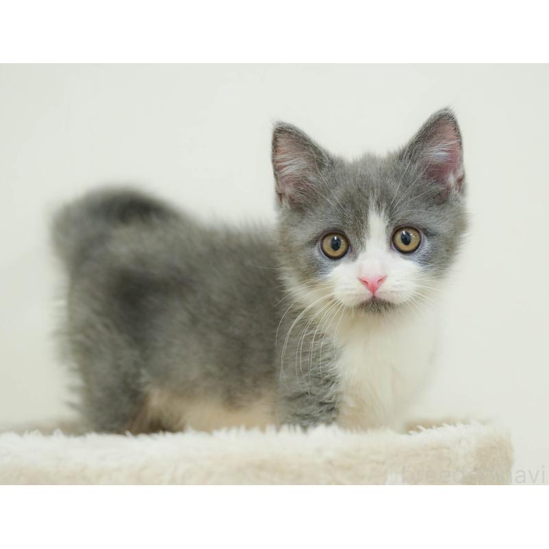 販売中の埼玉県のマンチカン-132590の11枚目