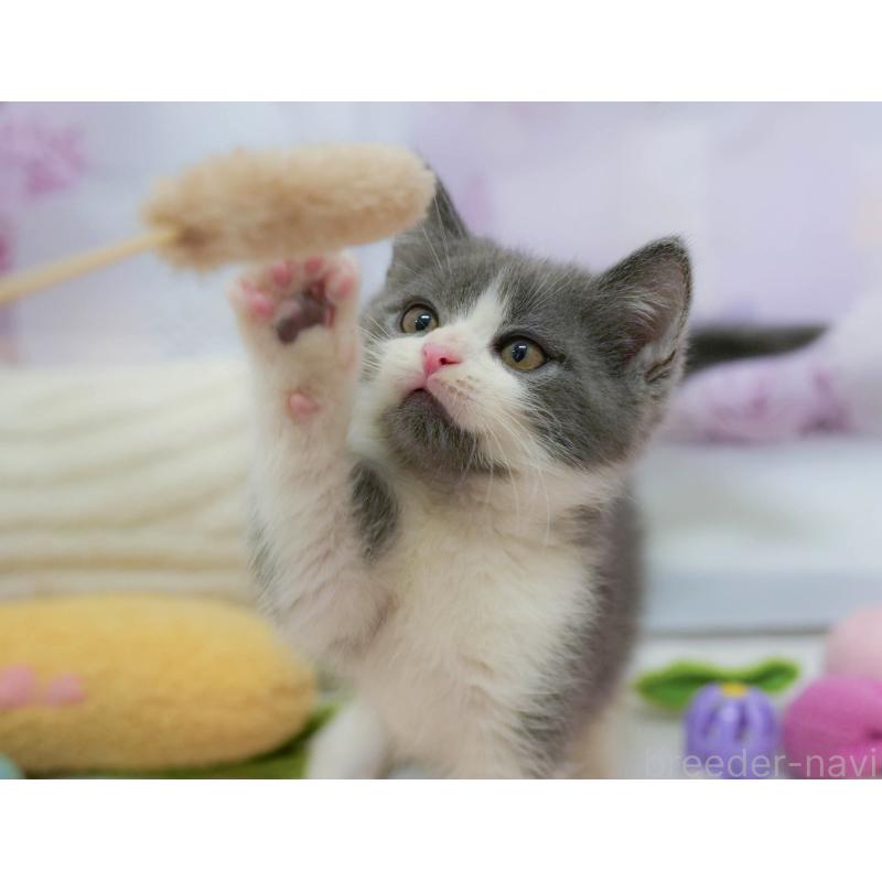 販売中の埼玉県のマンチカン-132590の10枚目