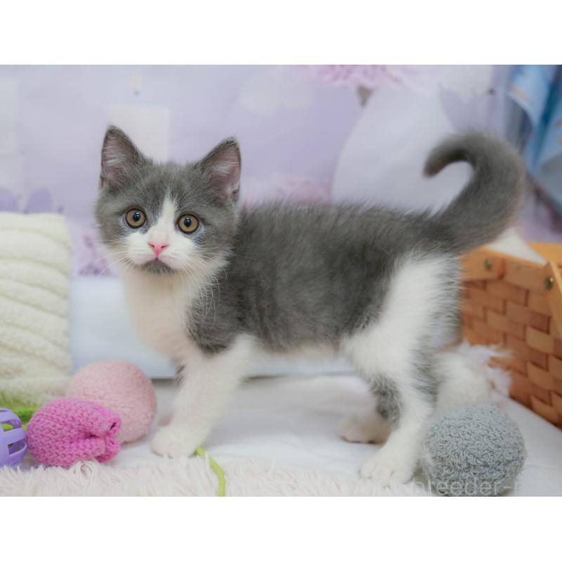 販売中の埼玉県のマンチカン-132590の9枚目