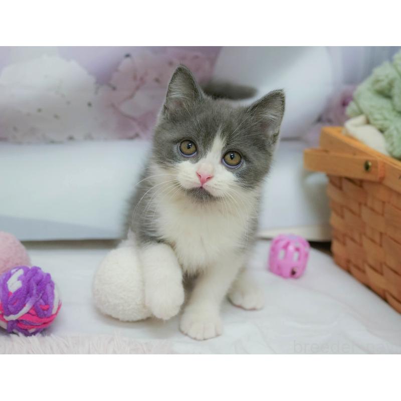 販売中の埼玉県のマンチカン-132590の8枚目