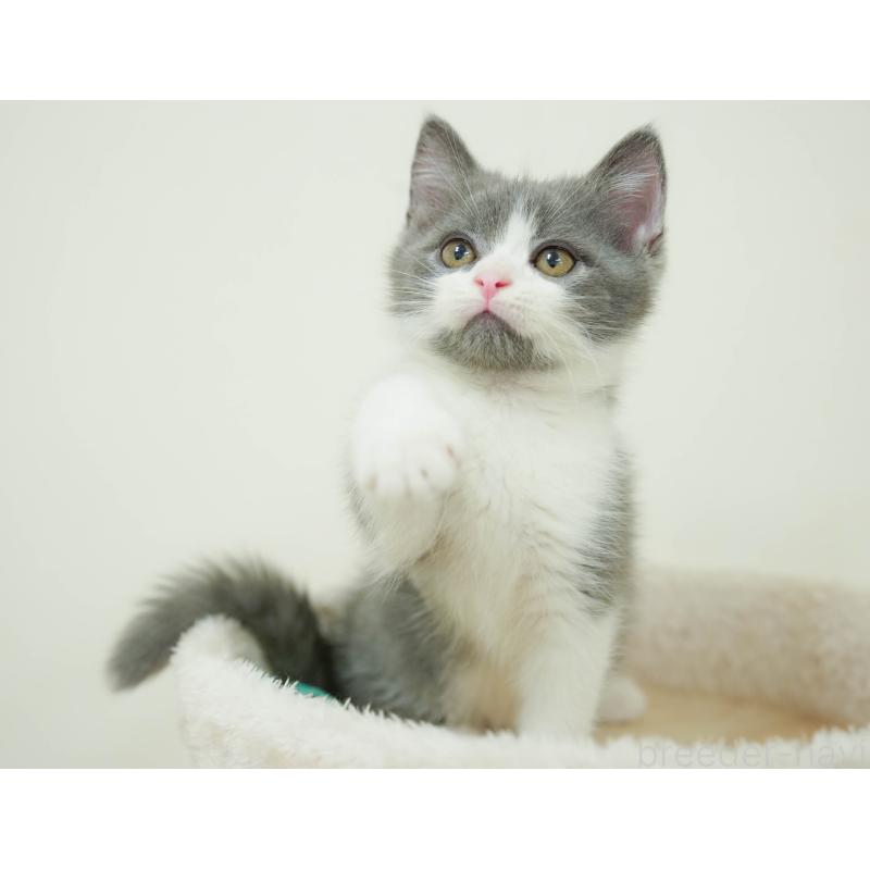 販売中の埼玉県のマンチカン-132590の7枚目