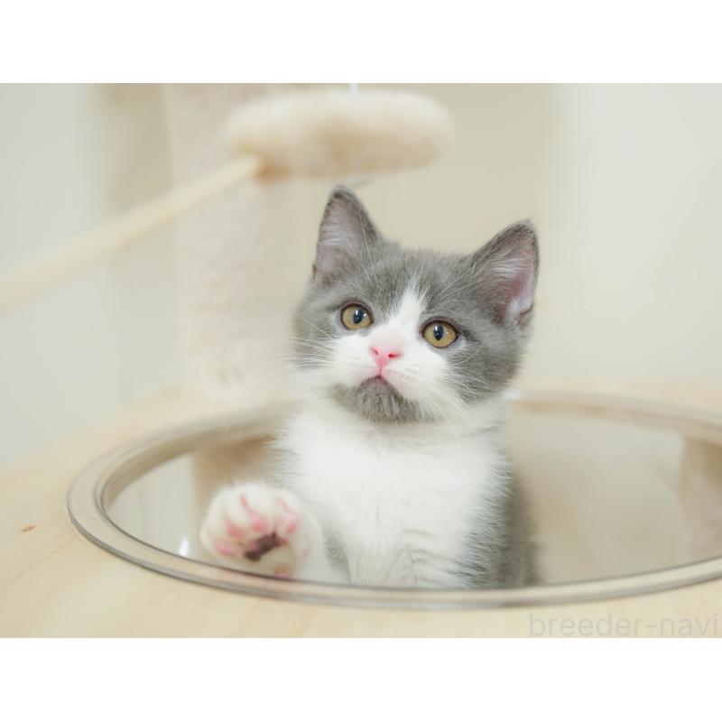 販売中の埼玉県のマンチカン-132590の6枚目