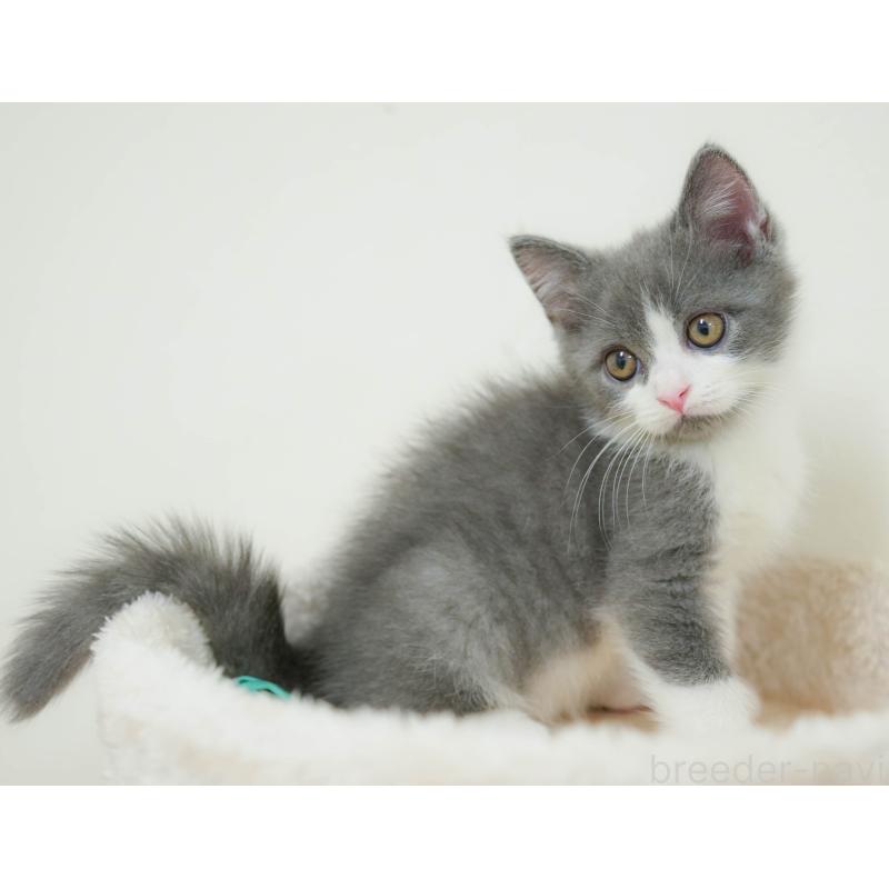 販売中の埼玉県のマンチカン-132590の5枚目