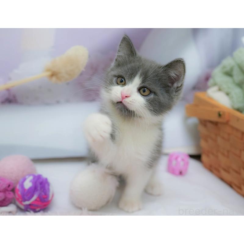 販売中の埼玉県のマンチカン-132590の4枚目