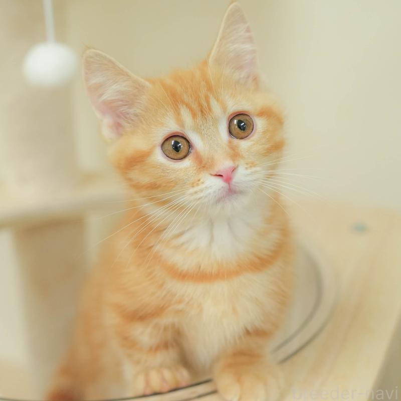 販売中の埼玉県のマンチカン-132592