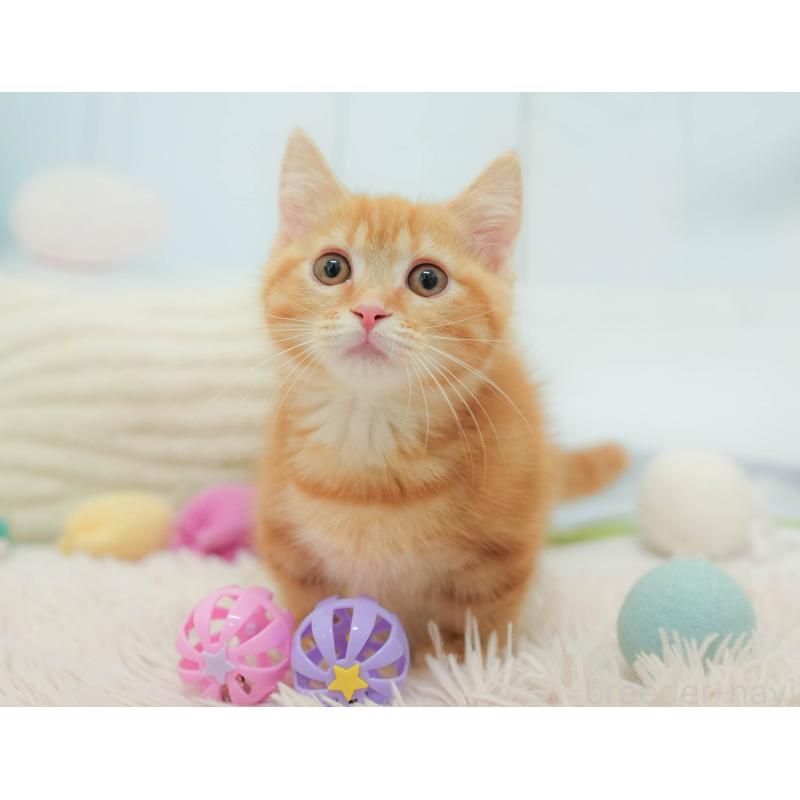 販売中の埼玉県のマンチカン-132592の12枚目