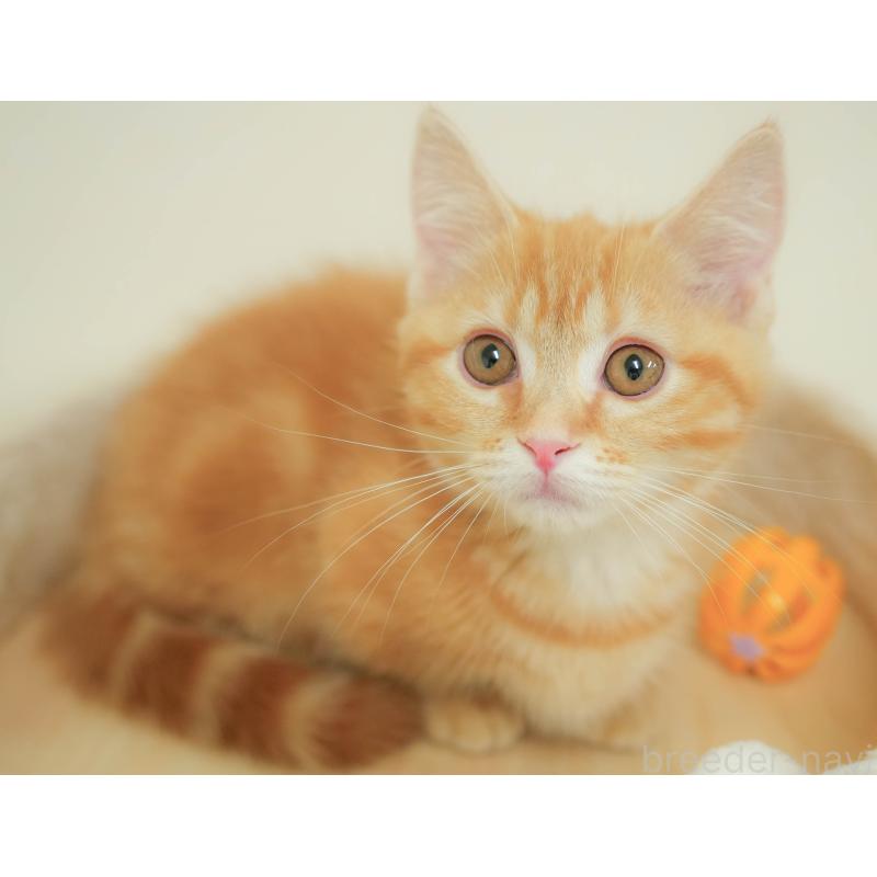 販売中の埼玉県のマンチカン-132592の11枚目