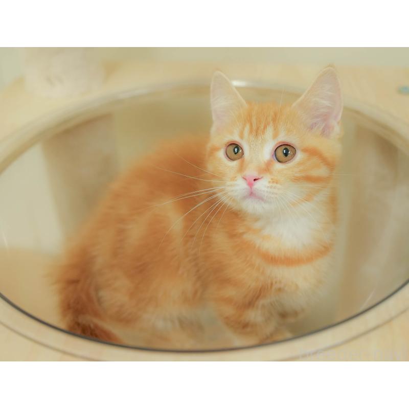 販売中の埼玉県のマンチカン-132592の10枚目