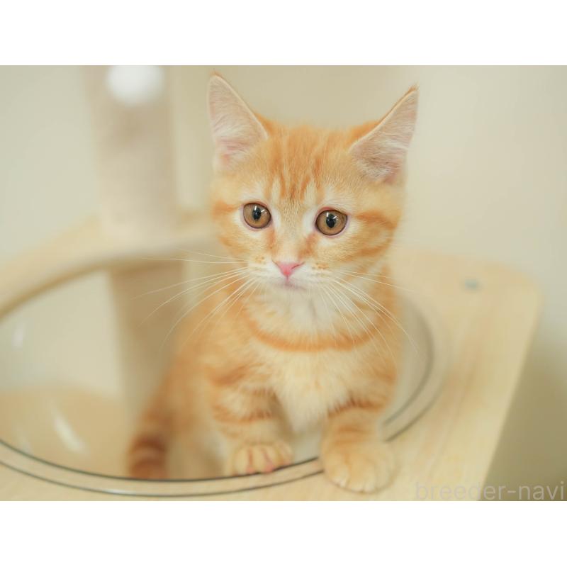 販売中の埼玉県のマンチカン-132592の9枚目