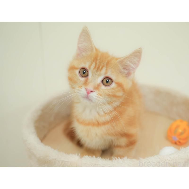 販売中の埼玉県のマンチカン-132592の8枚目