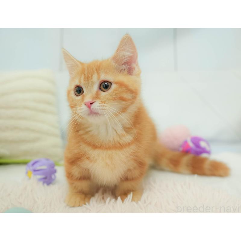 販売中の埼玉県のマンチカン-132592の7枚目