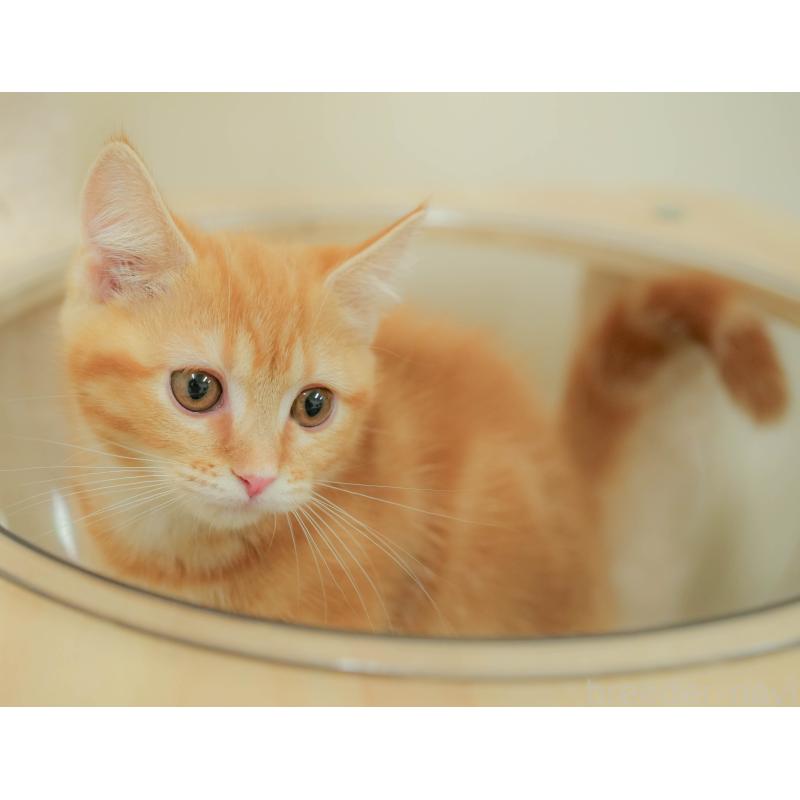 販売中の埼玉県のマンチカン-132592の6枚目