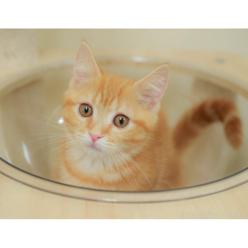 販売中の埼玉県のマンチカン-132592の5枚目