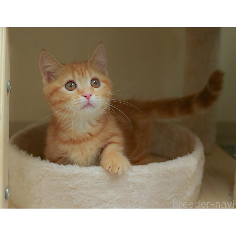 販売中の埼玉県のマンチカン-132592の4枚目