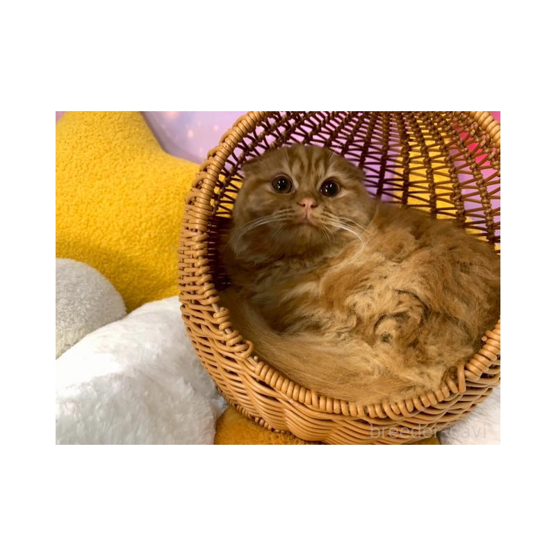 販売中の大阪府のスコティッシュフォールド(折れ耳)-132596の6枚目