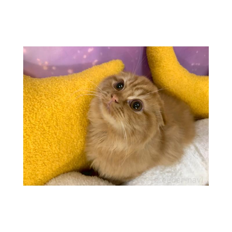 販売中の大阪府のスコティッシュフォールド(折れ耳)-132596の4枚目