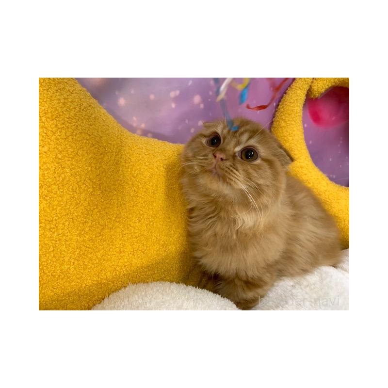 販売中の大阪府のスコティッシュフォールド(折れ耳)-132596の2枚目