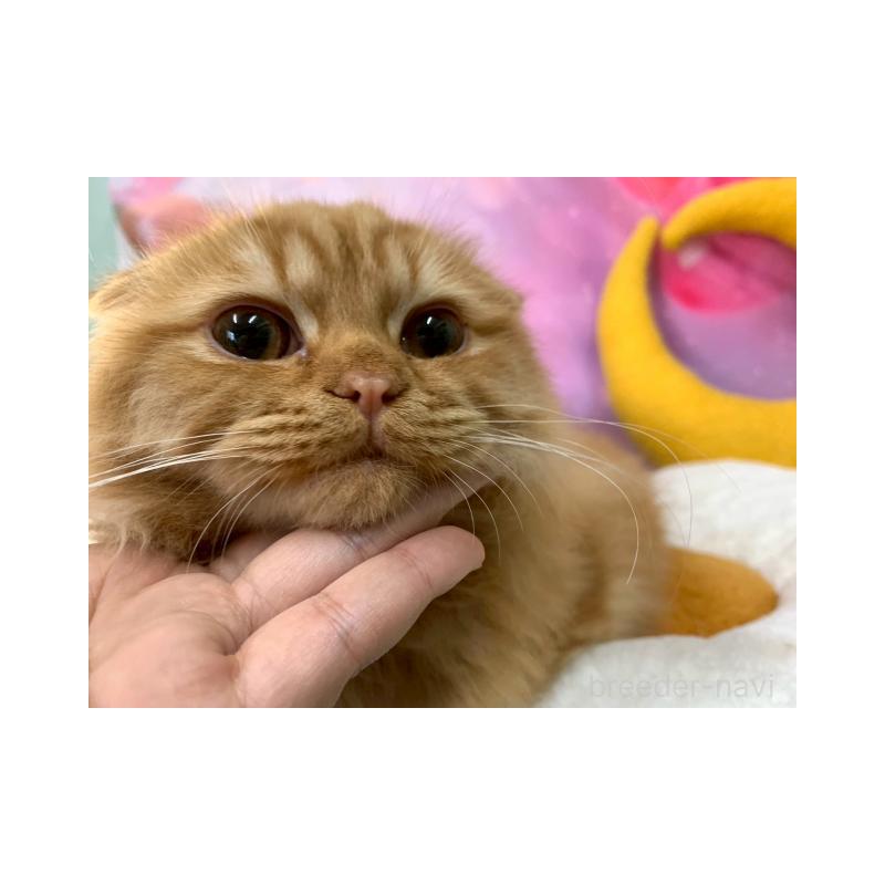 販売中の大阪府のスコティッシュフォールド(折れ耳)-132596の3枚目