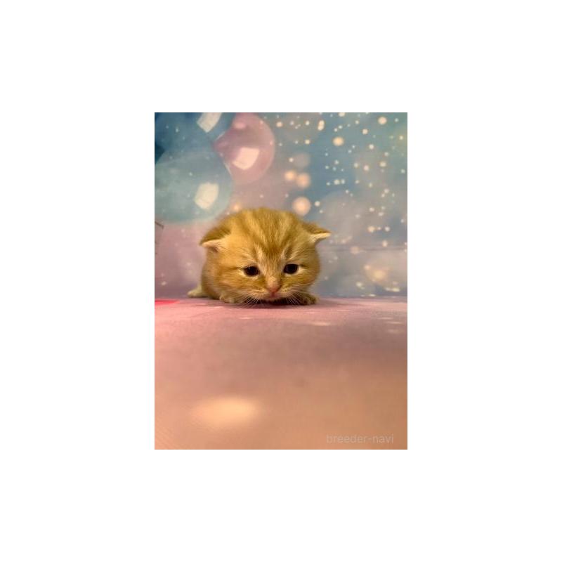 販売中の大阪府のスコティッシュフォールド-132597の6枚目