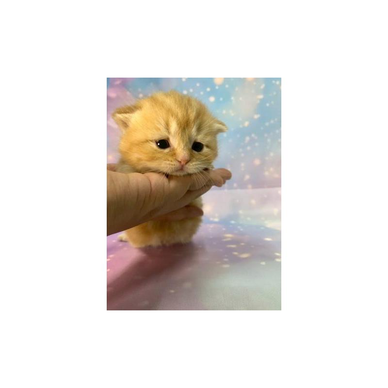 販売中の大阪府のスコティッシュフォールド-132597の2枚目