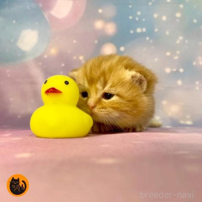 販売中の大阪府のスコティッシュフォールド-132597