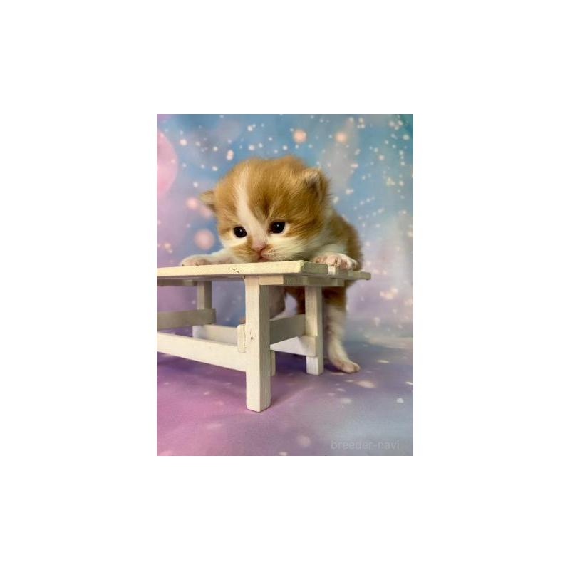 販売中の大阪府のスコティッシュフォールド-132598の5枚目