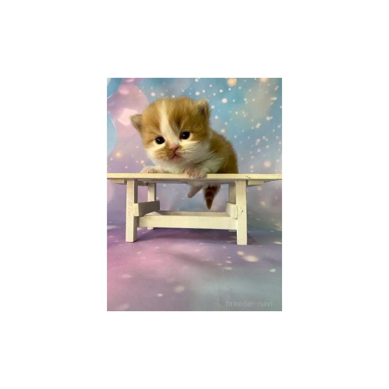 販売中の大阪府のスコティッシュフォールド-132598の2枚目