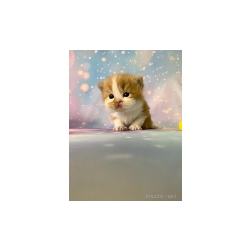 販売中の大阪府のスコティッシュフォールド-132598の4枚目