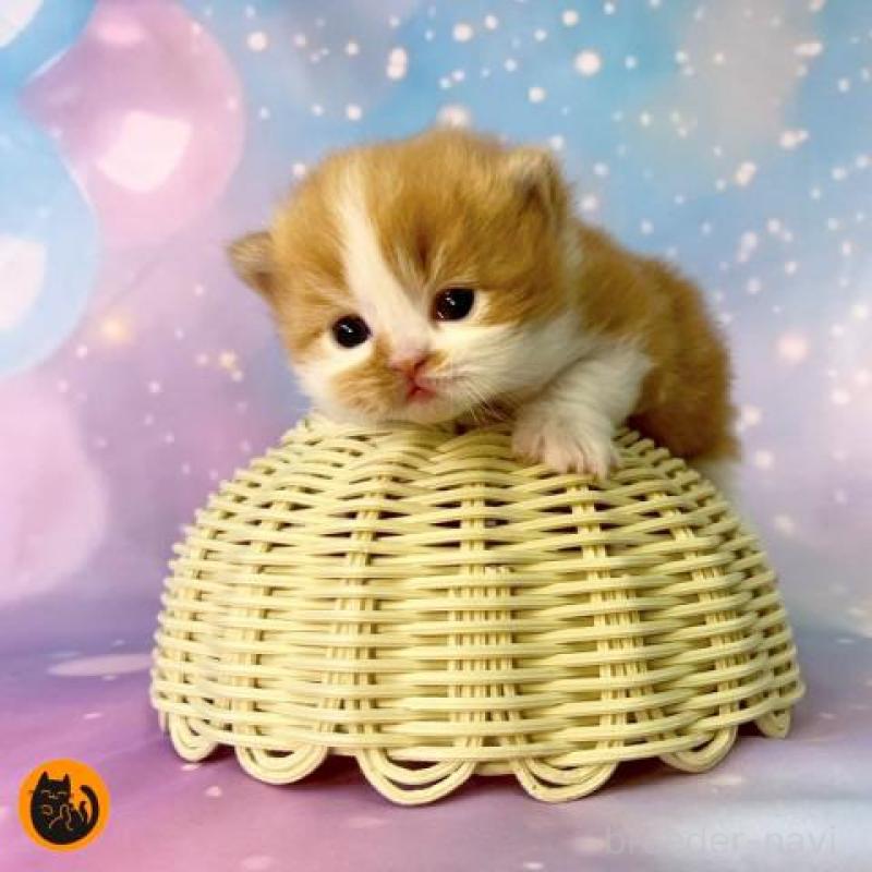 販売中の大阪府のスコティッシュフォールド-132598