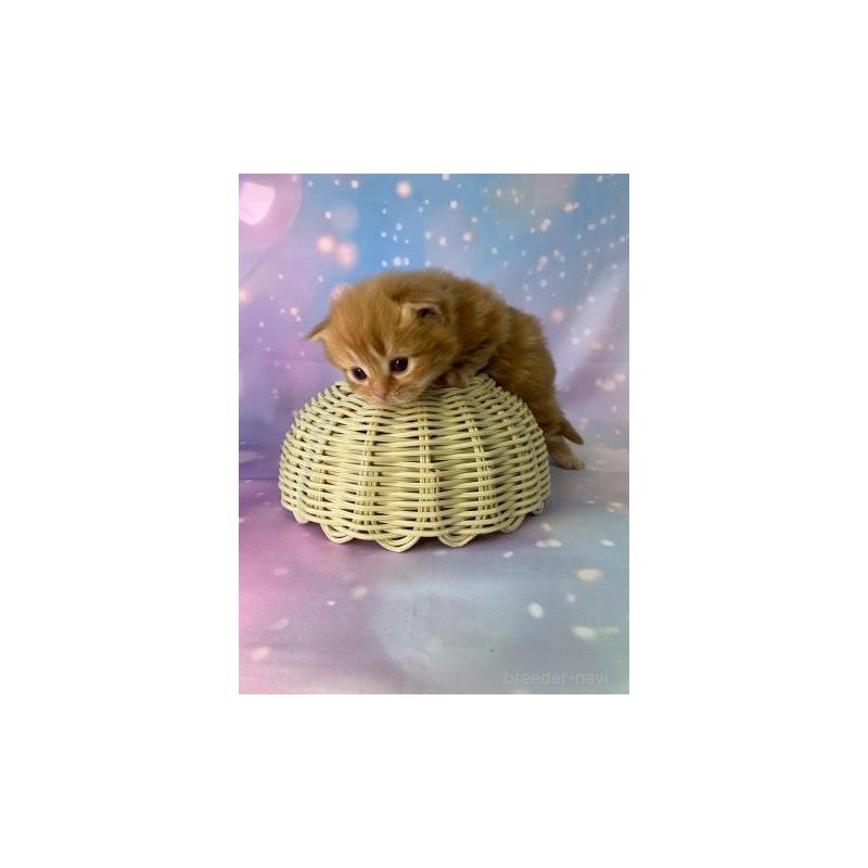 販売中の大阪府のスコティッシュフォールド-132599の6枚目