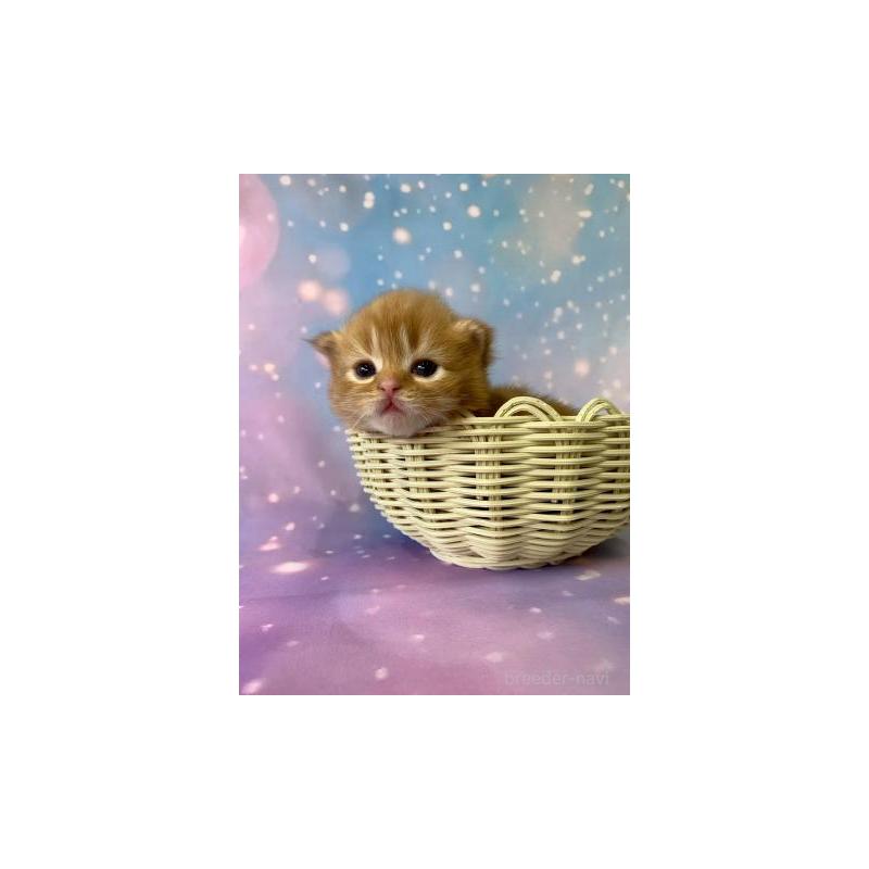 販売中の大阪府のスコティッシュフォールド-132599の5枚目