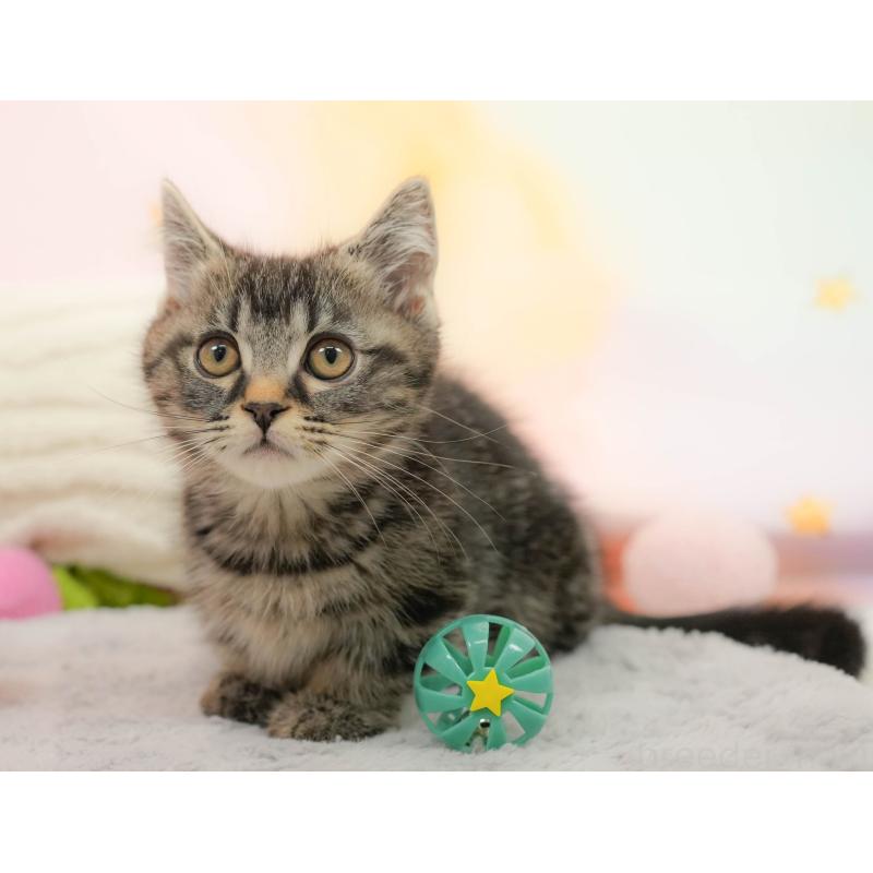 販売中の埼玉県のマンチカン-132600の12枚目