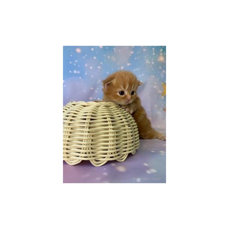 販売中の大阪府のスコティッシュフォールド-132599の3枚目