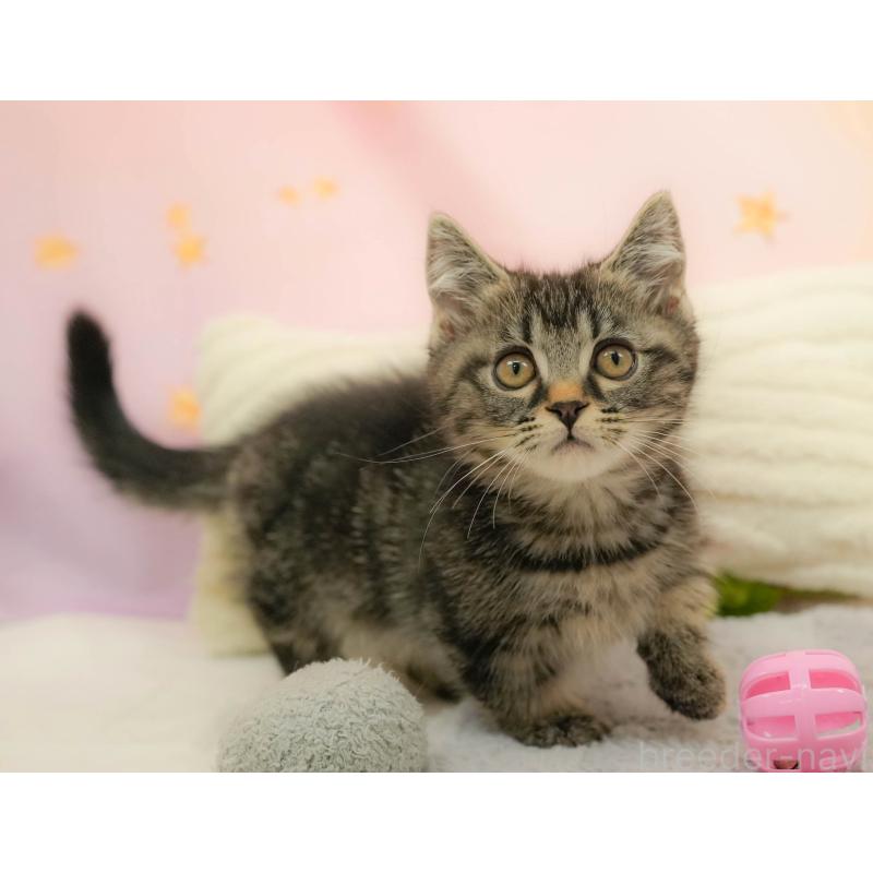 販売中の埼玉県のマンチカン-132600の11枚目