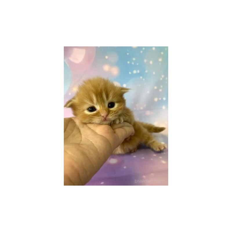 販売中の大阪府のスコティッシュフォールド-132599の2枚目