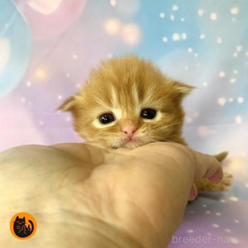 販売中の大阪府のスコティッシュフォールド-132599