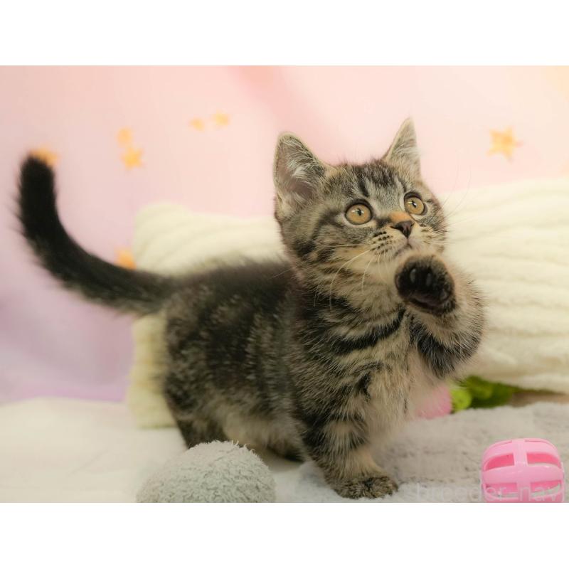 販売中の埼玉県のマンチカン-132600の10枚目