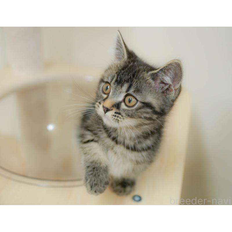 販売中の埼玉県のマンチカン-132600の9枚目