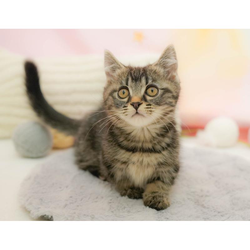 販売中の埼玉県のマンチカン-132600の8枚目