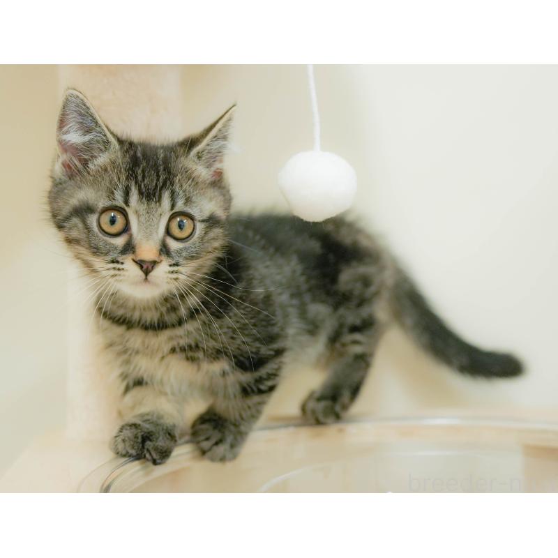 販売中の埼玉県のマンチカン-132600の7枚目