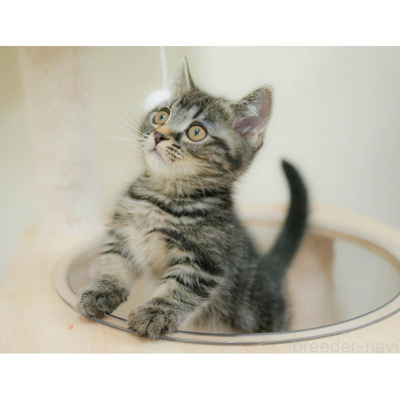 販売中の埼玉県のマンチカン-132600の6枚目