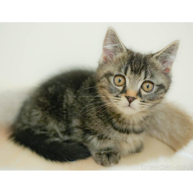 販売中の埼玉県のマンチカン-132600の5枚目