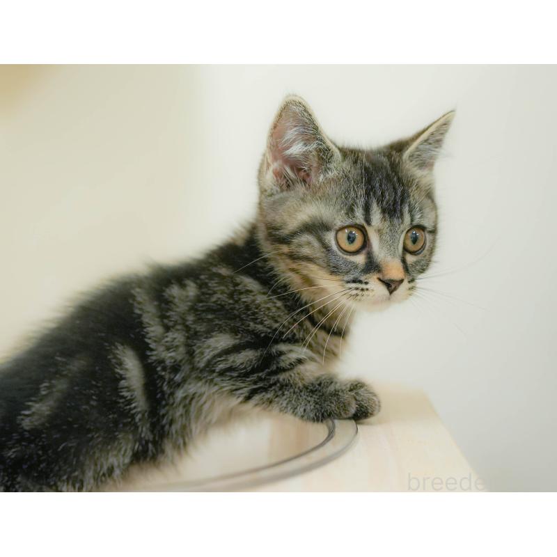 販売中の埼玉県のマンチカン-132600の4枚目