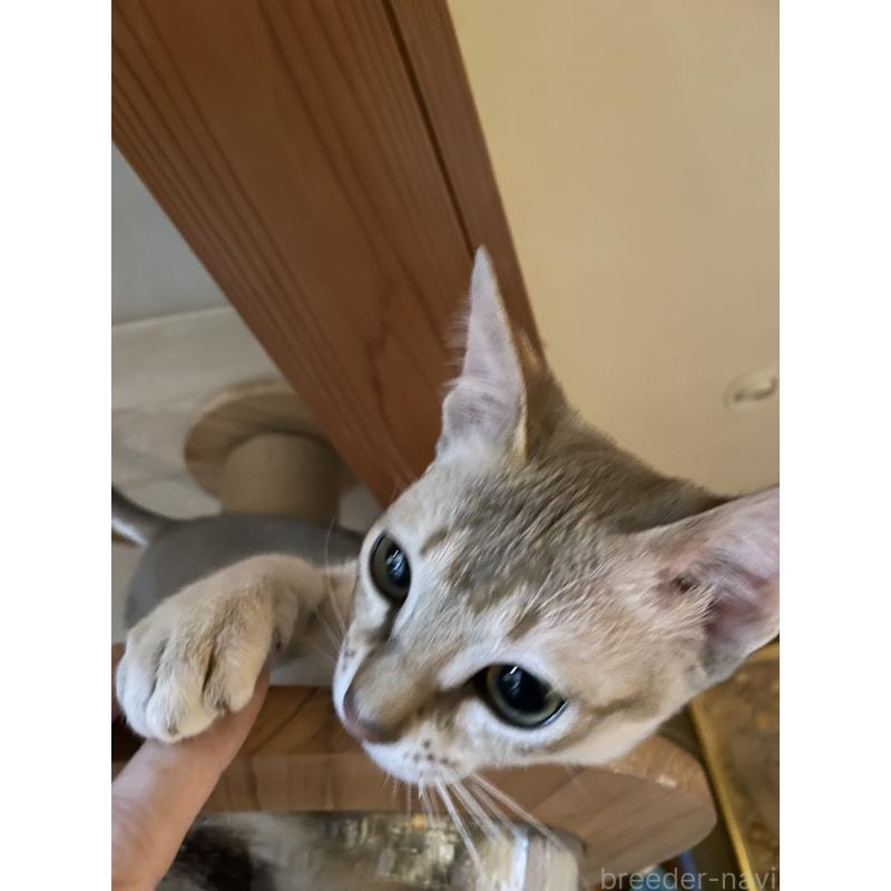 成約済の広島県のシンガプーラ-125610の2枚目