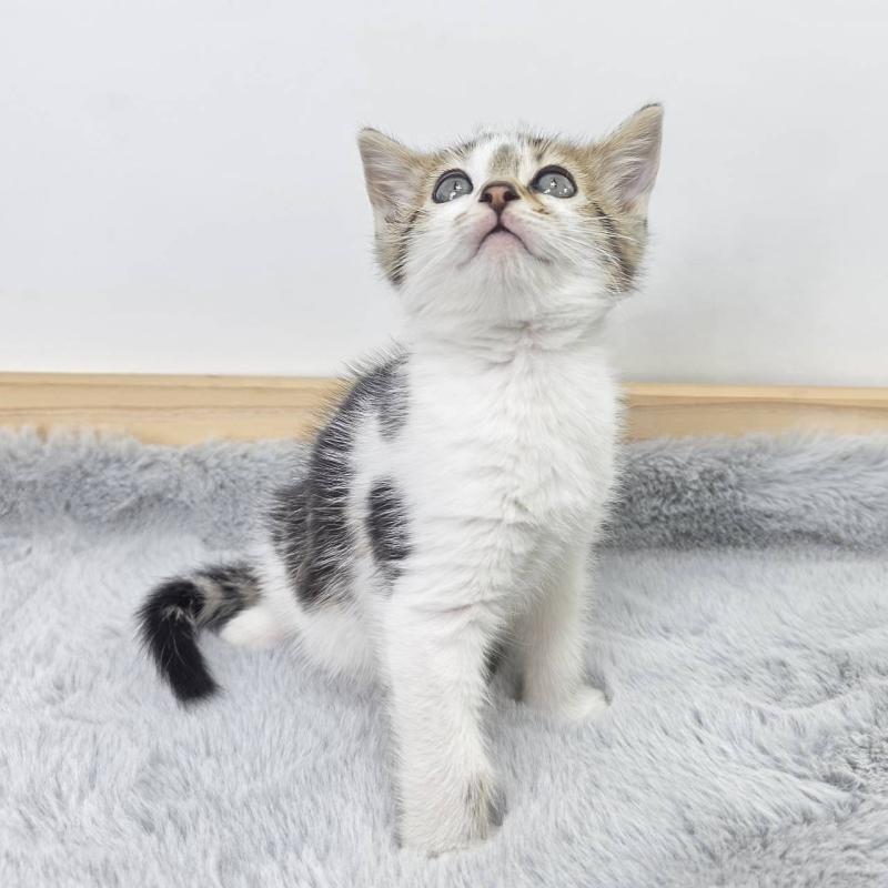 販売中の茨城県のジェネッタ-132601の5枚目