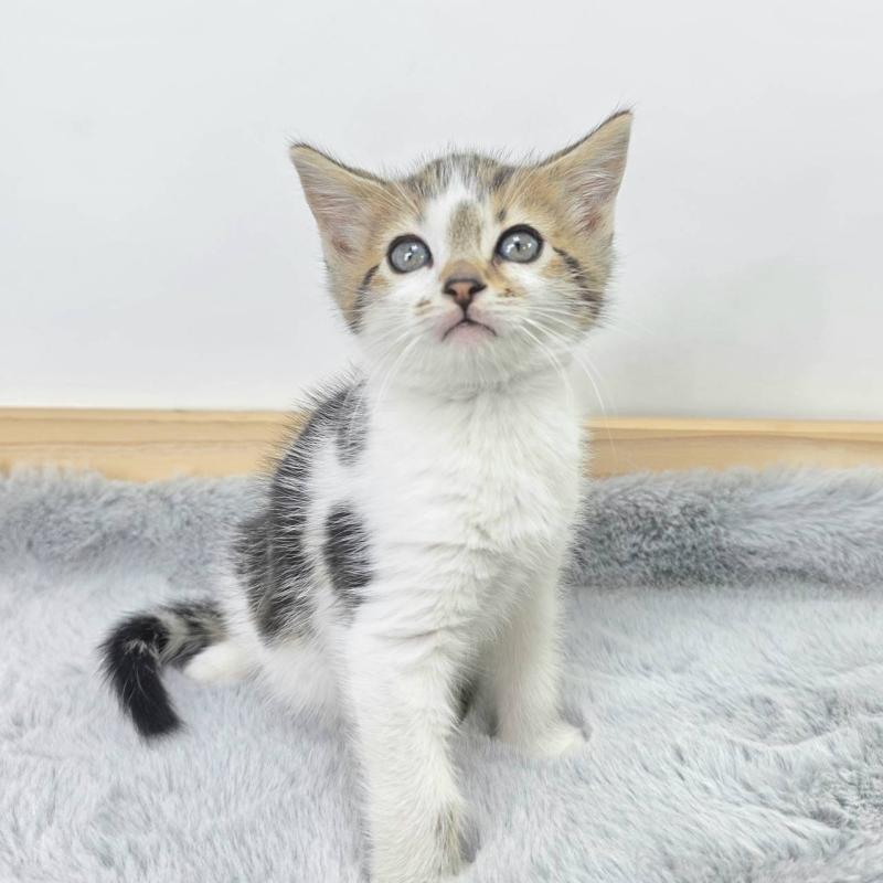 販売中の茨城県のジェネッタ-132601の4枚目