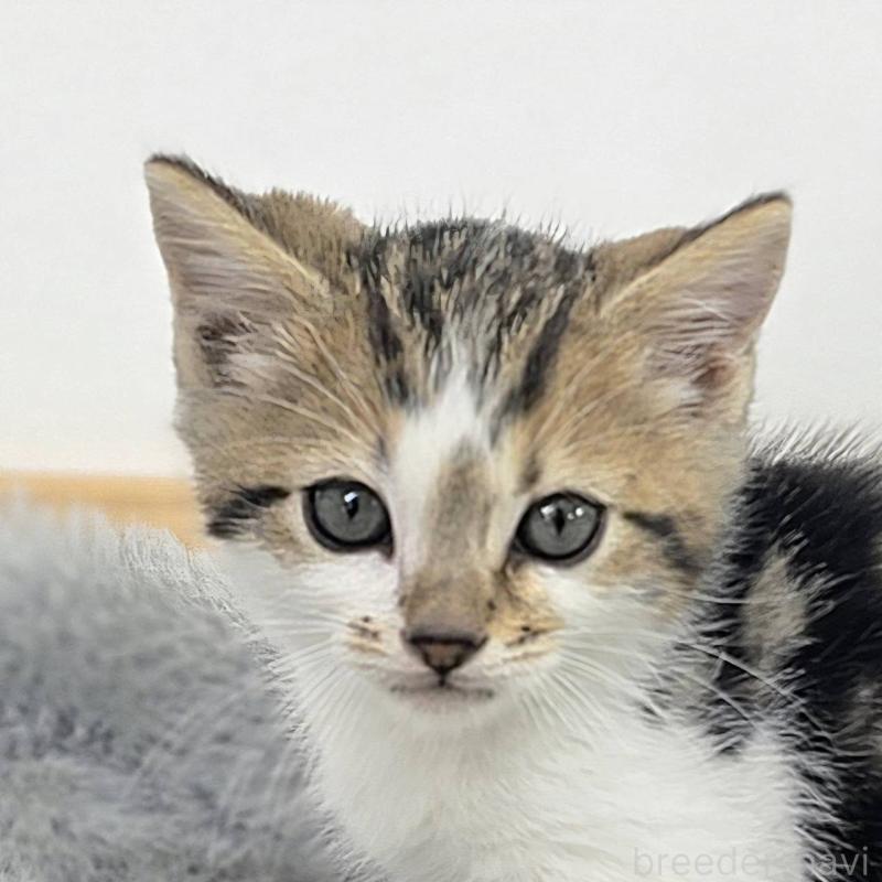 販売中の茨城県のジェネッタ-132601