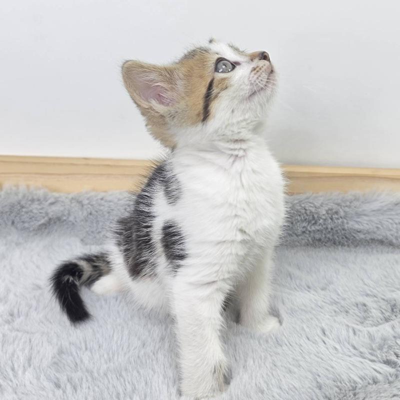 販売中の茨城県のジェネッタ-132601の2枚目