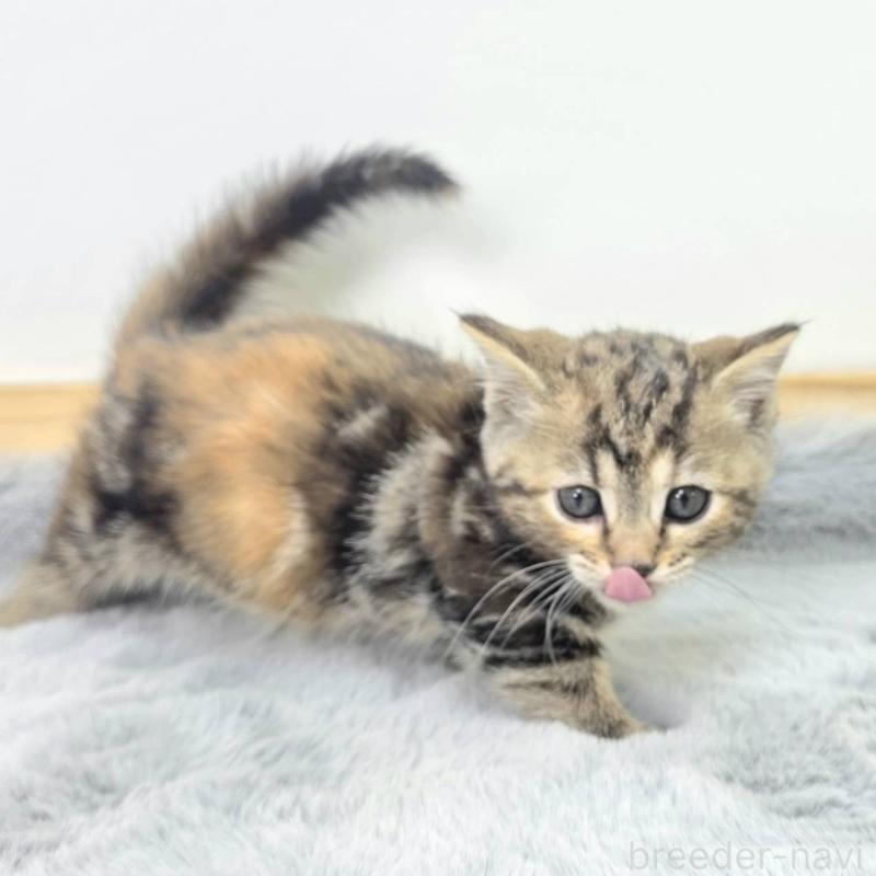 販売中の茨城県のジェネッタ-132602の5枚目