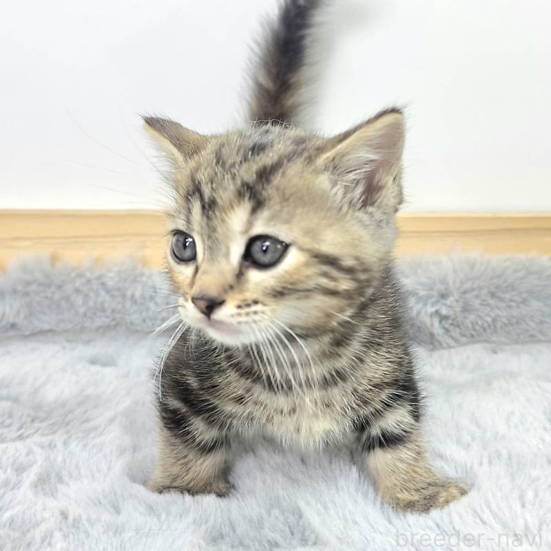 販売中の茨城県のジェネッタ-132602の4枚目